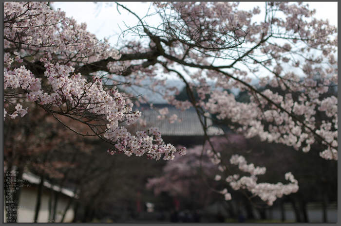 2011_4_三宝院・桜_top.jpg