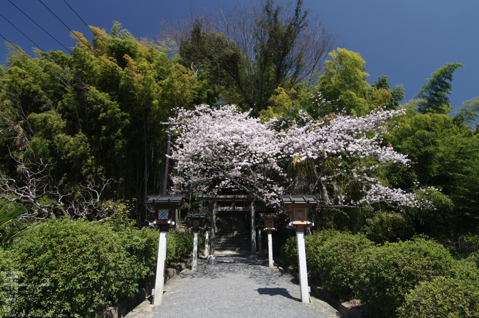 2011_4_久延彦神社_10.jpg