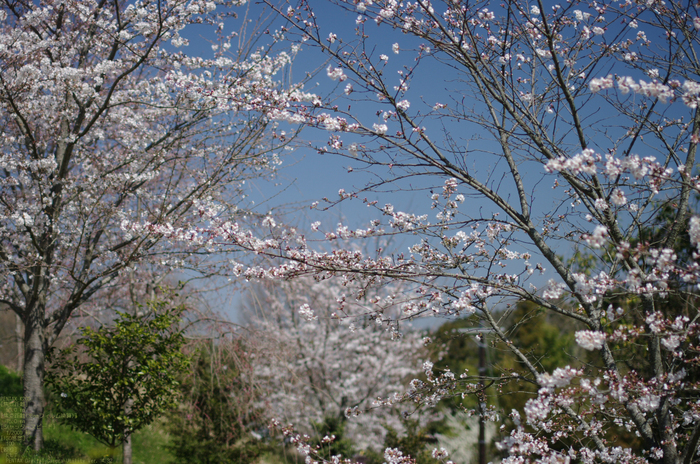 2011_4_久延彦神社_3.jpg