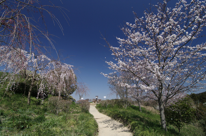 2011_4_久延彦神社_5.jpg