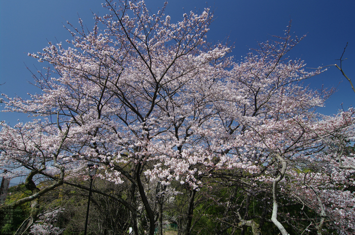 2011_4_久延彦神社_7.jpg