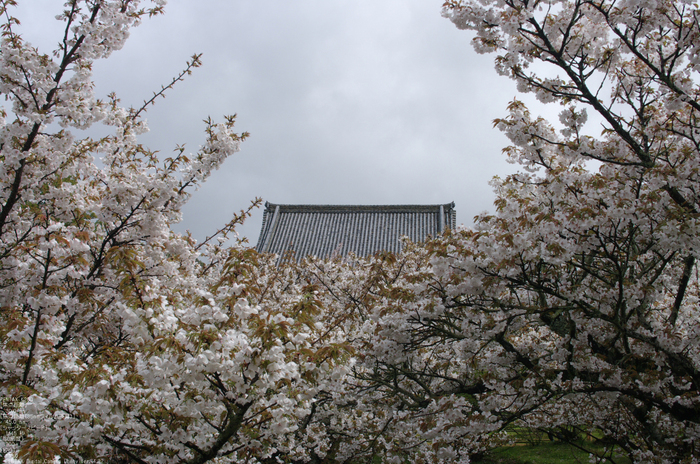 2011_4_仁和寺・桜_10.jpg