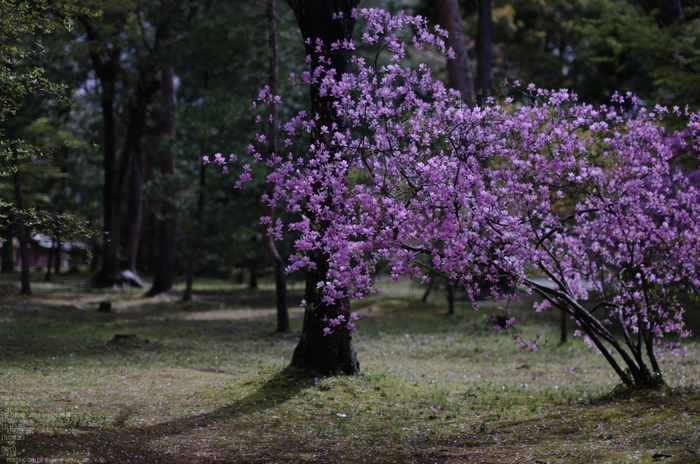 2011_4_仁和寺・桜_11.jpg