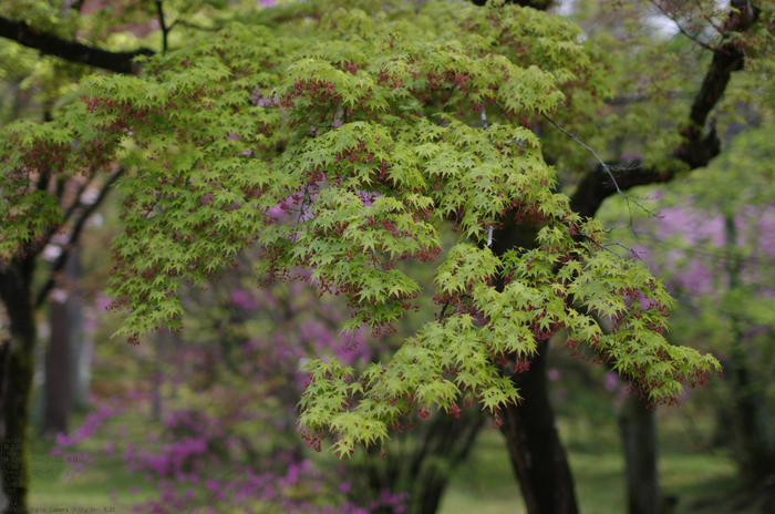 2011_4_仁和寺・桜_12.jpg