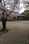 2011_4_仁和寺・桜_13.jpg