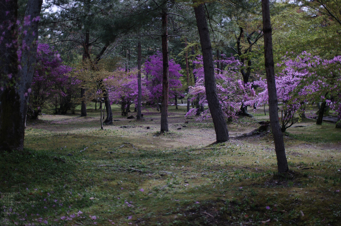 2011_4_仁和寺・桜_15.jpg