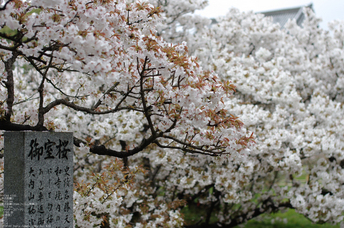 2011_4_仁和寺・桜_16.jpg