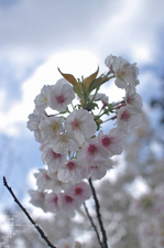 2011_4_仁和寺・桜_17.jpg