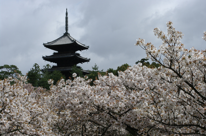 2011_4_仁和寺・桜_2.jpg