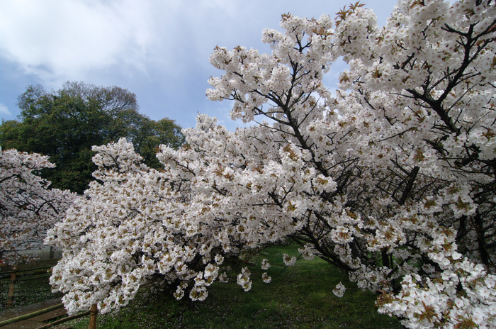 2011_4_仁和寺・桜_3.jpg