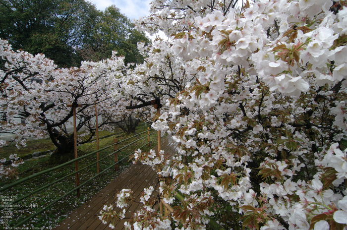 2011_4_仁和寺・桜_4.jpg