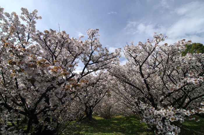 2011_4_仁和寺・桜_6.jpg