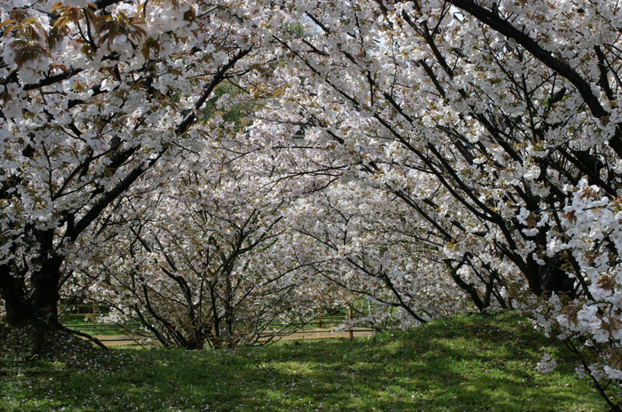 2011_4_仁和寺・桜_7.jpg