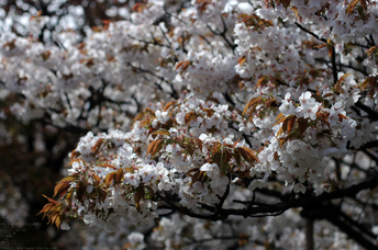 2011_4_仁和寺・桜_8.jpg