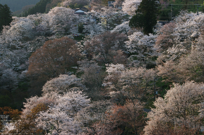 2011_4_吉野山・桜_30.jpg