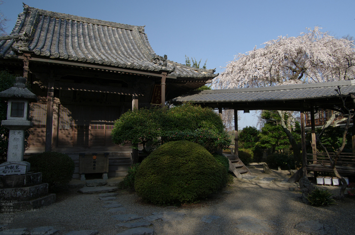 2011_4_吉野山・桜_30a.jpg