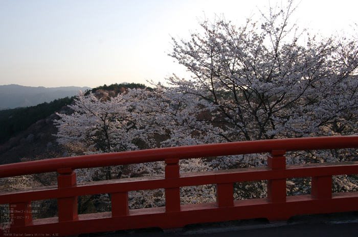 2011_4_吉野山・桜_31.jpg