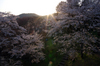 2011_4_吉野山・桜_32.jpg