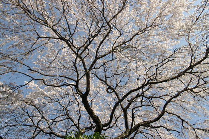 2011_4_吉野山・桜_32a.jpg