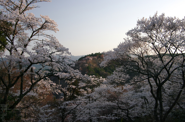 2011_4_吉野山・桜_33.jpg