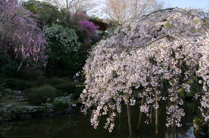 2011_4_吉野山・桜_33a.jpg