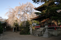 2011_4_吉野山・桜_34.jpg