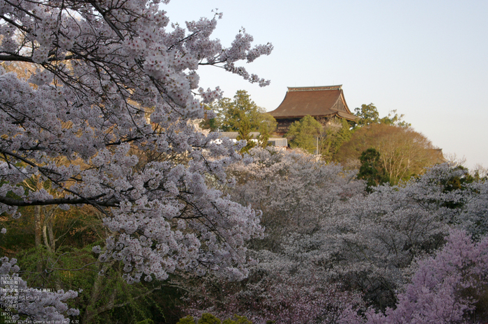 2011_4_吉野山・桜_35.jpg