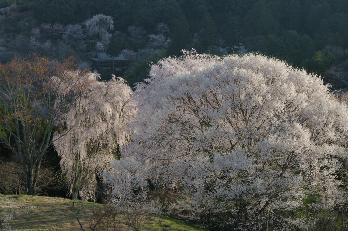 2011_4_吉野山・桜_36.jpg