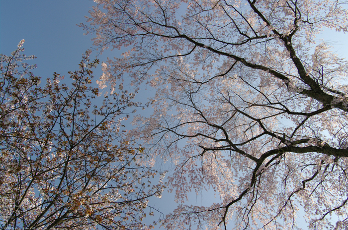 2011_4_吉野山・桜_38.jpg