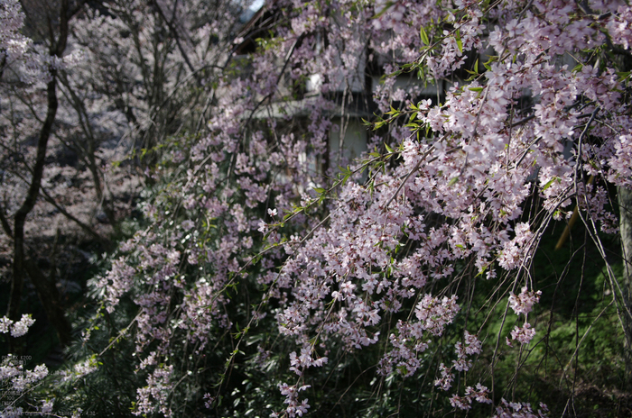 2011_4_吉野山・桜_38a.jpg