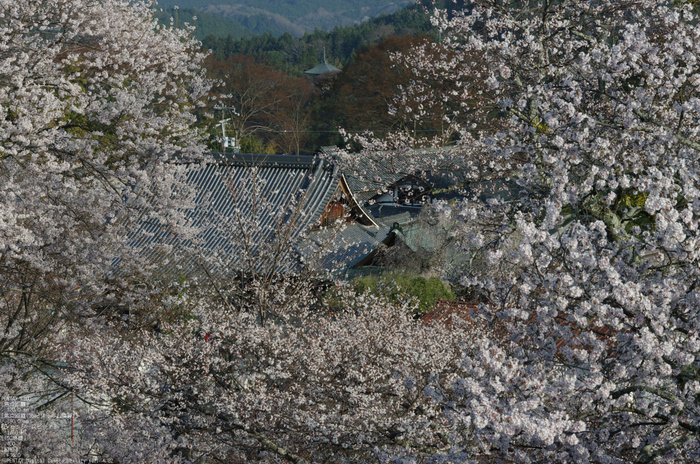 2011_4_吉野山・桜_40.jpg