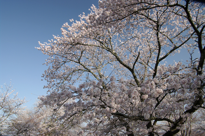 2011_4_吉野山・桜_41.jpg