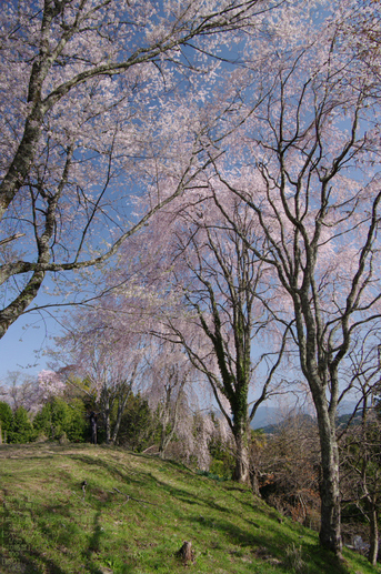 2011_4_吉野山・桜_50.jpg