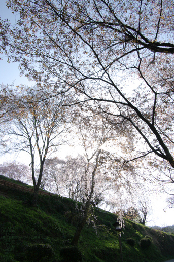 2011_4_吉野山・桜_51.jpg