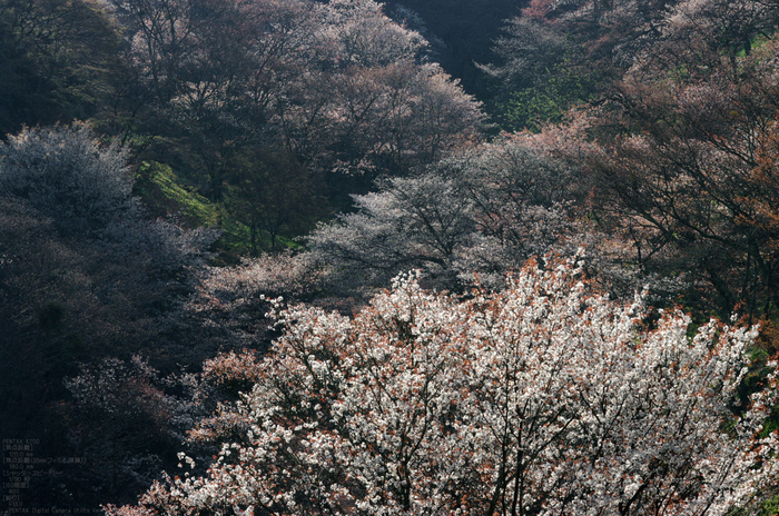 2011_4_吉野山・桜_52.jpg