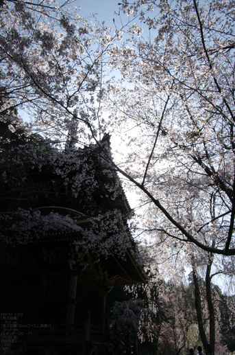 2011_4_吉野山・桜_53.jpg