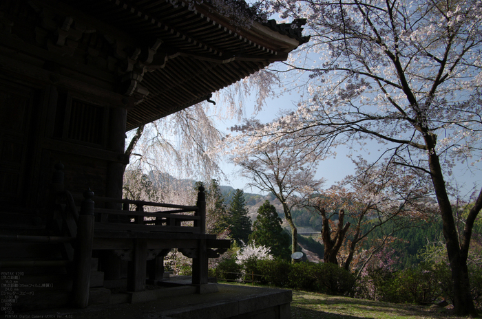 2011_4_吉野山・桜_54.jpg