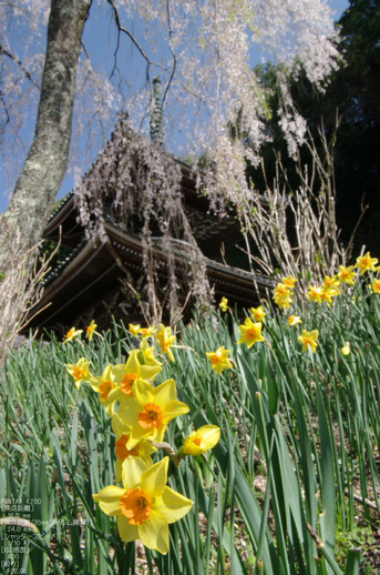 2011_4_吉野山・桜_55.jpg