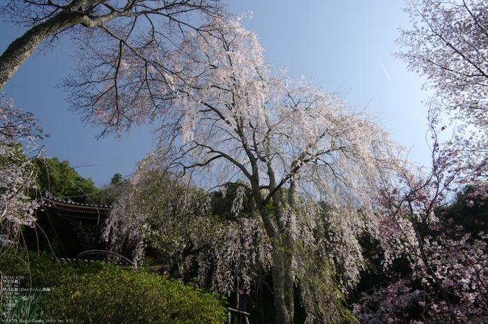 2011_4_吉野山・桜_56.jpg