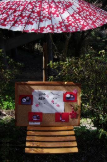 2011_4_吉野山・桜_57.jpg