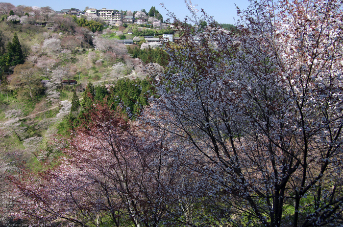 2011_4_吉野山・桜_59.jpg