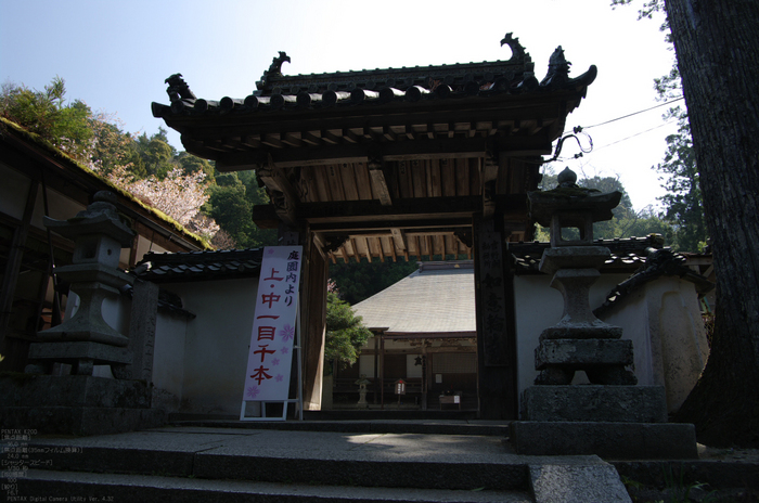 2011_4_吉野山・桜_61.jpg