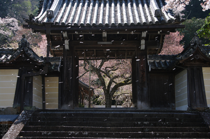 2011_4_吉野山・桜_64.jpg