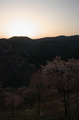 2011_4_吉野山・桜_ex2.jpg