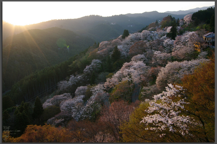 2011_4_吉野山・桜_top2.jpg