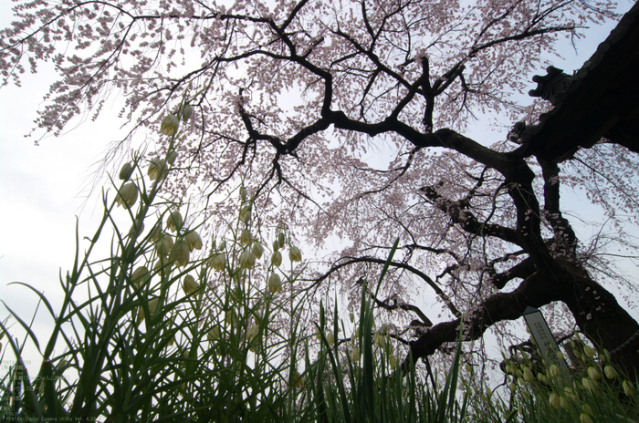 2011_4_地蔵禅院・桜_10.jpg