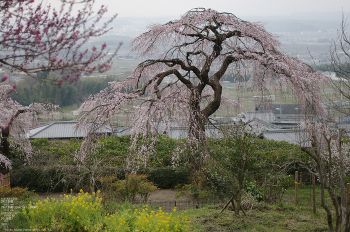 2011_4_地蔵禅院・桜_12.jpg