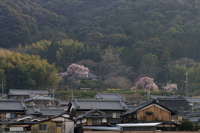 2011_4_地蔵禅院・桜_13.jpg