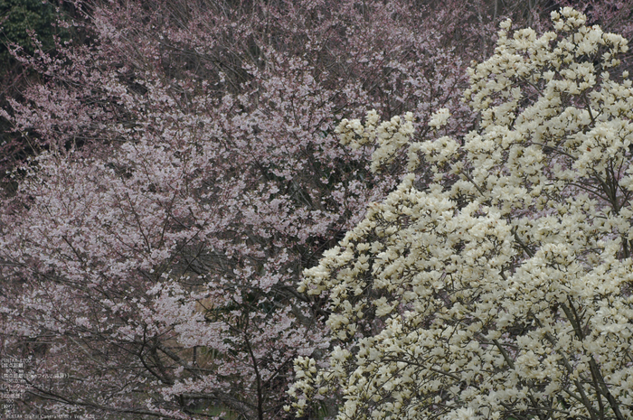 2011_4_地蔵禅院・桜_15.jpg