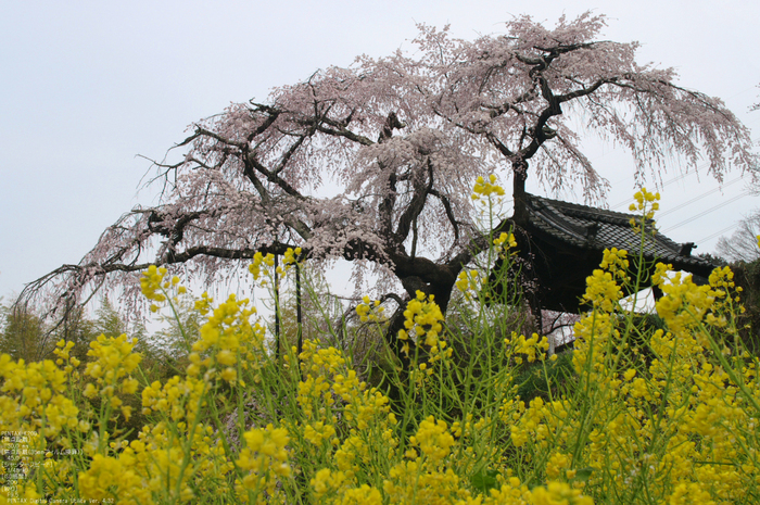 2011_4_地蔵禅院・桜_17.jpg